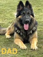 Luna, a female German Shepherd Dog for sale in Spencerport, NY – Photo 8 of 8