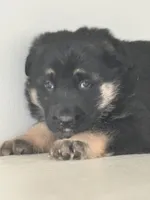 Luna, a female German Shepherd Dog for sale in Spencerport, NY – Photo 5 of 8