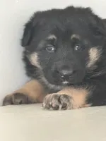 Luna, a female German Shepherd Dog for sale in Spencerport, NY – Photo 3 of 8