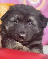 Luna, a female German Shepherd Dog for sale in Spencerport, NY – Photo 3 of 10