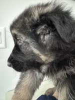 Luna, a female German Shepherd Dog for sale in Spencerport, NY – Photo 9 of 10