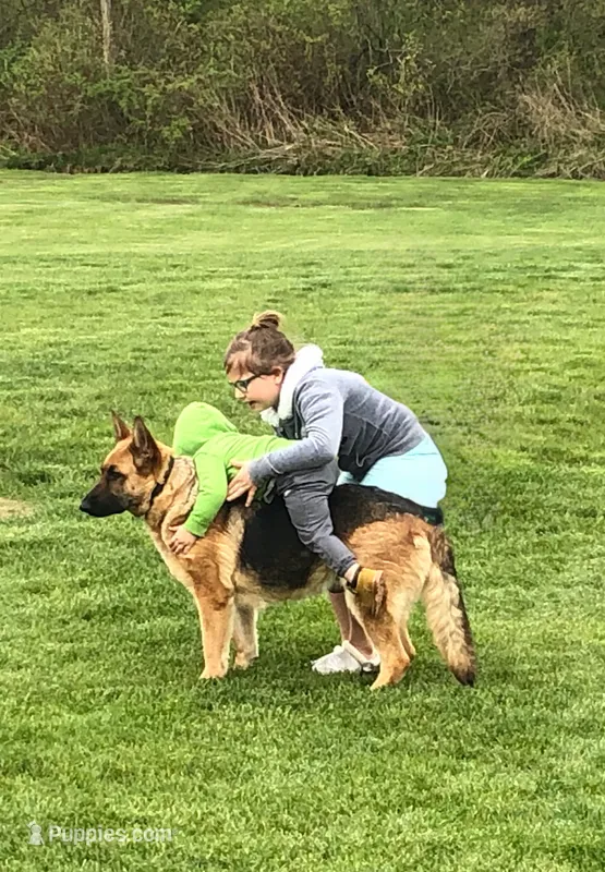 Jessie  – German Shepherd Dog puppy for sale in Spencerport, NY