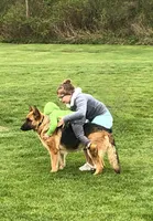 Jessie , a female German Shepherd Dog for sale in Spencerport, NY – 1 of 6