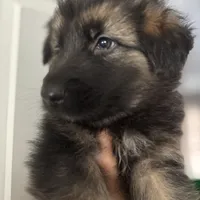 Max, a male German Shepherd Dog for sale in Spencerport, NY – Photo 9 of 10