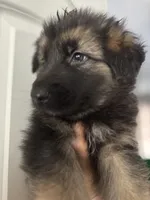 Max, a male German Shepherd Dog for sale in Spencerport, NY – Photo 9 of 10