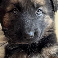 Max, a male German Shepherd Dog for sale in Spencerport, NY – Photo 2 of 10