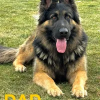 Max, a male German Shepherd Dog for sale in Spencerport, NY – Photo 3 of 10