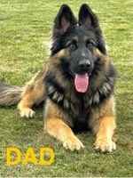 Max, a male German Shepherd Dog for sale in Spencerport, NY – Photo 3 of 10