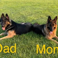 Max, a male German Shepherd Dog for sale in Spencerport, NY – Photo 5 of 10