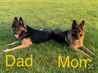 Max, a male German Shepherd Dog for sale in Spencerport, NY – Photo 5 of 10