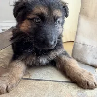 Max, a male German Shepherd Dog for sale in Spencerport, NY – Photo 8 of 10