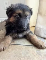 Max, a male German Shepherd Dog for sale in Spencerport, NY – Photo 8 of 10