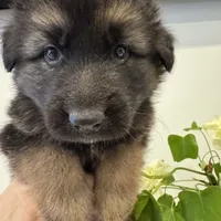 Max, a male German Shepherd Dog for sale in Spencerport, NY – Photo 7 of 10