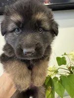 Max, a male German Shepherd Dog for sale in Spencerport, NY – Photo 7 of 10