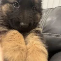 Max, a male German Shepherd Dog for sale in Spencerport, NY – Photo 10 of 10