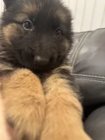 Max, a male German Shepherd Dog for sale in Spencerport, NY – Photo 10 of 10