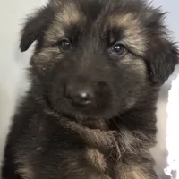 Max, a male German Shepherd Dog for sale in Spencerport, NY – Photo 1 of 10