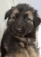 Max, a male German Shepherd Dog for sale in Spencerport, NY – Photo 1 of 10