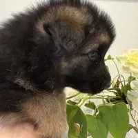 Max, a male German Shepherd Dog for sale in Spencerport, NY – Photo 6 of 10