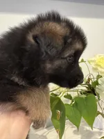 Max, a male German Shepherd Dog for sale in Spencerport, NY – Photo 6 of 10