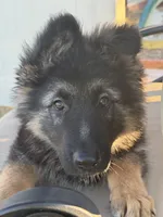 Max, a male German Shepherd Dog for sale in Spencerport, NY – 10 of 10