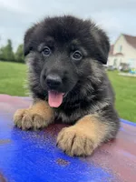Max, a male German Shepherd Dog for sale in Spencerport, NY – 5 of 10