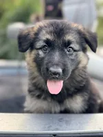 Jack, a male German Shepherd Dog for sale in Spencerport, NY – 5 of 10