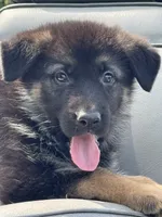 Zara, a female German Shepherd Dog for sale in Spencerport, NY – 5 of 10