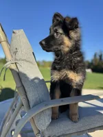 Jack, a male German Shepherd Dog for sale in Spencerport, NY – 9 of 10