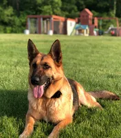 Jessie , a female German Shepherd Dog for sale in Spencerport, NY – 3 of 6