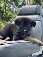 Zara, a female German Shepherd Dog for sale in Spencerport, NY – 8 of 10