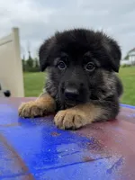 Max, a male German Shepherd Dog for sale in Spencerport, NY – 4 of 10