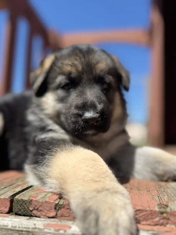 Linda – German Shepherd Dog puppy for sale in Spencerport, NY
