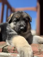 Linda, a female German Shepherd Dog for sale in Spencerport, NY – 1 of 10