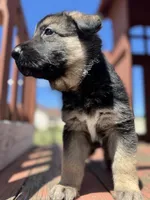 Linda, a female German Shepherd Dog for sale in Spencerport, NY – 9 of 10