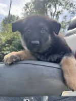 Zara, a female German Shepherd Dog for sale in Spencerport, NY – 10 of 10