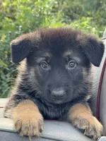 Zara, a female German Shepherd Dog for sale in Spencerport, NY – 2 of 10