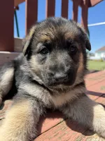 Linda, a female German Shepherd Dog for sale in Spencerport, NY – 10 of 10