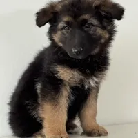 Mia, a female German Shepherd Dog for sale in Spencerport, NY – Photo 9 of 10