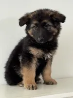 Mia, a female German Shepherd Dog for sale in Spencerport, NY – Photo 9 of 10