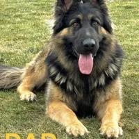 Mia, a female German Shepherd Dog for sale in Spencerport, NY – Photo 3 of 10