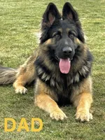 Mia, a female German Shepherd Dog for sale in Spencerport, NY – Photo 3 of 10