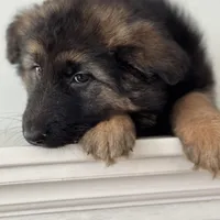 Mia, a female German Shepherd Dog for sale in Spencerport, NY – Photo 6 of 10