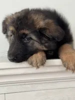 Mia, a female German Shepherd Dog for sale in Spencerport, NY – Photo 6 of 10