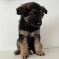 Mia, a female German Shepherd Dog for sale in Spencerport, NY – Photo 10 of 10