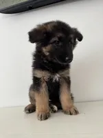 Mia, a female German Shepherd Dog for sale in Spencerport, NY – Photo 10 of 10