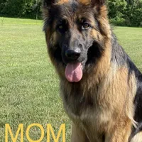 Mia, a female German Shepherd Dog for sale in Spencerport, NY – Photo 2 of 10