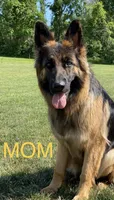 Mia, a female German Shepherd Dog for sale in Spencerport, NY – Photo 2 of 10