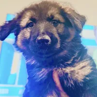 Mia, a female German Shepherd Dog for sale in Spencerport, NY – Photo 8 of 10