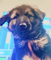 Mia, a female German Shepherd Dog for sale in Spencerport, NY – Photo 8 of 10